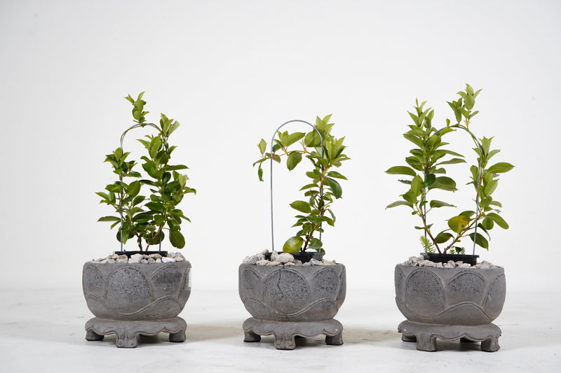 A Carved limestone Lotus Flower Pot
