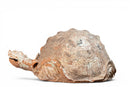 A Terracotta Tortoise Figure