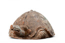 A Terracotta Tortoise Figure