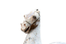 A Pair of Painted Pottery Horses