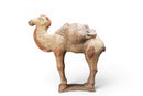 A White Pottery Tang Camel