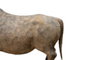 A Terracotta Figure of an Ox