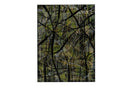 Echos of The Forest