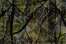 Echos of The Forest