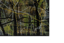 Echos of The Forest