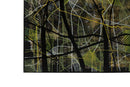 Echos of The Forest
