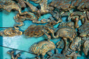 A Chinese Gilt Fretwork Panel