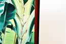 Oil Painting of a Banana Tree in Blossom