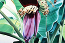 Oil Painting of a Banana Tree in Blossom