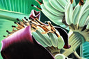 Oil Painting of a Banana Tree in Blossom