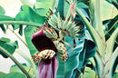 Oil Painting of a Banana Tree in Blossom